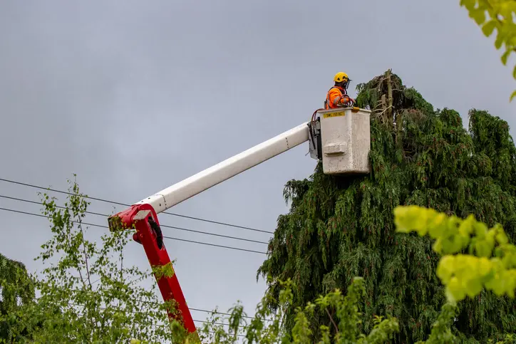 Reliable Tree Trimming Riverdale CA